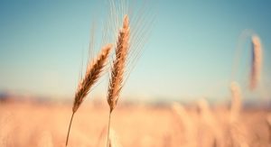 culture du blé